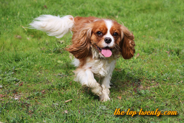 Cavalier King Charles Spaniel beliebte Hunderasse